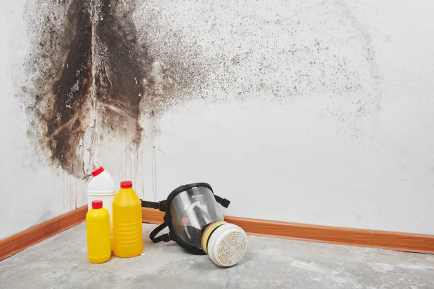 Mold Testing and Removal in Great River, NY
