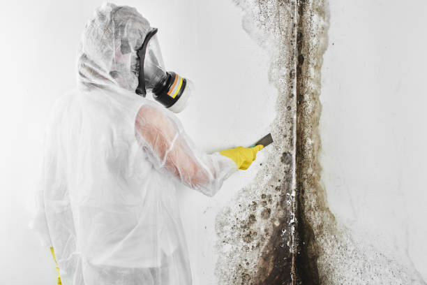 Best Mold Testing and Removal  in Great River, NY