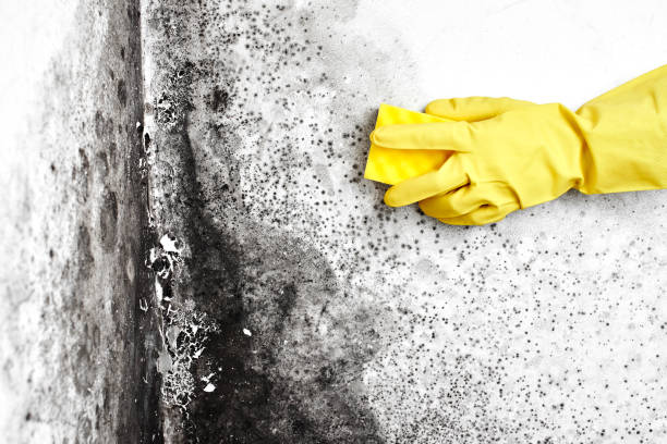 Certified Mold Removal in Great River, NY