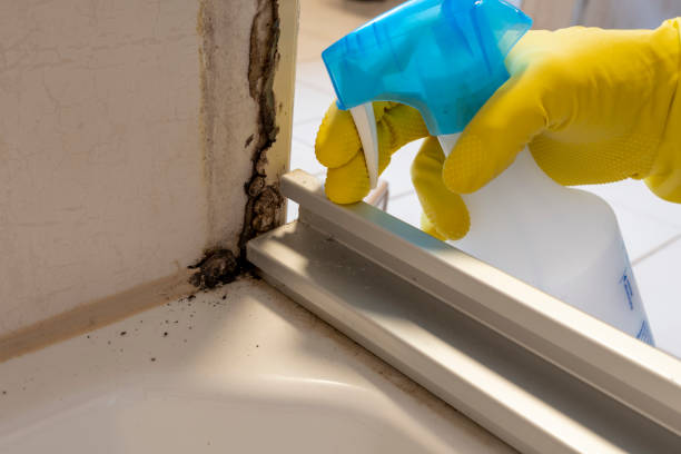 Mold Removal and Inspection in Great River, NY
