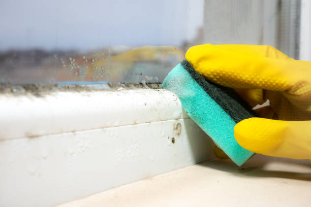 Best Certified Mold Removal  in Great River, NY