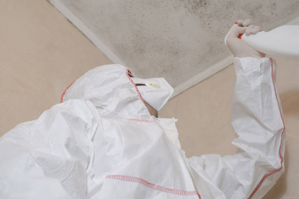 Best Professional Mold Removal  in Great River, NY